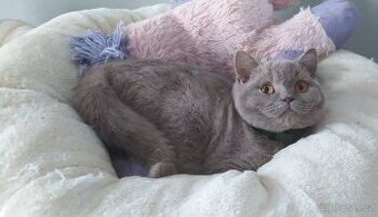 Britská koťátka krátkosrstá