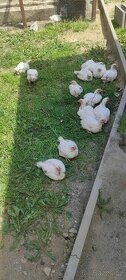 Brojlerová kuřata stáří 10-14 dní.