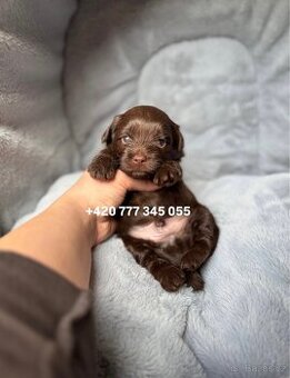 Maltipoo F1 Chocolate ‼️900 € / Graff
