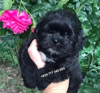 Maltipoo Black, fenka 1000€