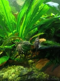 Ancistrus
