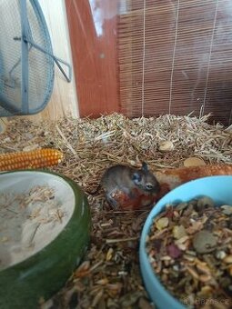 Osmak degu