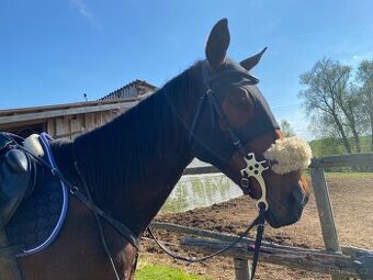 Hackamore