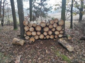 Dřevo - 1