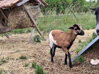 Kamerunská ovečka - rezervovaná