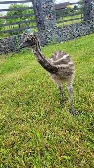 Emu hnědý australský - 1