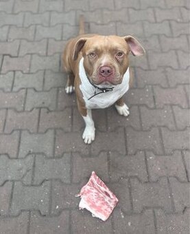 American Bully XL - 1