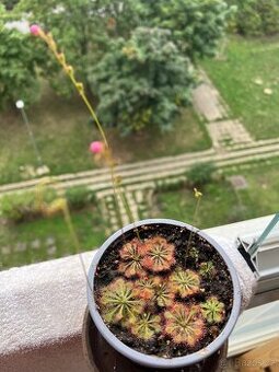 Masožravá rostliny - rosnatka (drosera spatulata)