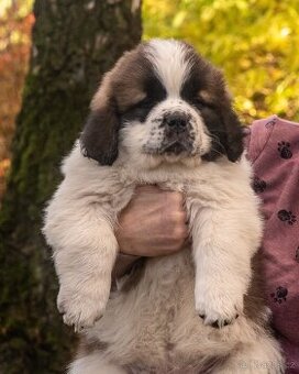 Moskevský strážní pes s PP FCI.