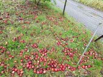 Padaná zimní jablka na mošt, palení, zavařovaní 4 kč/kg