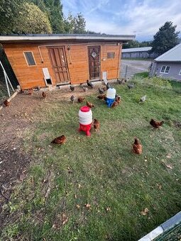 VAJÍČKA Z DOMÁCÍHO CHOVU