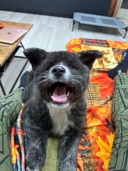 Japonská AKITA INU ŠTĚNĚ s průkazem původu