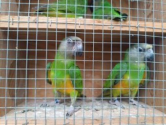 Papoušek senegalský