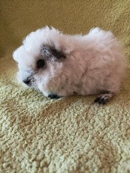 Morče,morčata Peruánec, Lunkarya z registrované Chs