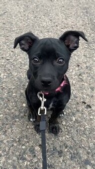 Prodám Jack Russell x Německý pinč