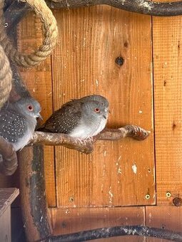 Holoubek diamantový