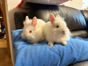 Zakrslý králík 2 sameček lvíček ♥️