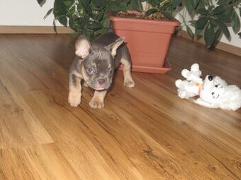 Francouzský buldoček