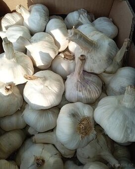 Česnek domácí 140kč/kg