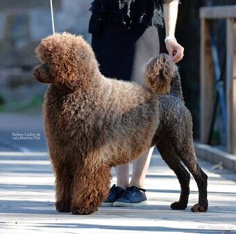 Portugalský vodní pes