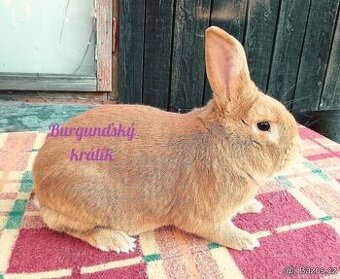 BURGUNDSKÝ králík s PP - SAMEC jc ⭐️⭐️⭐️