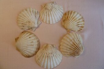 Mušle- Lastury