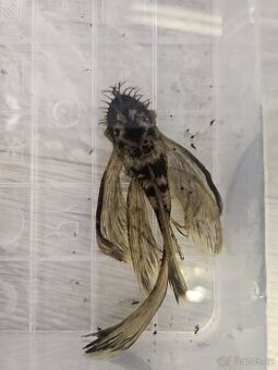 Ancistrus Green Dragon Long Fin - samec - 1