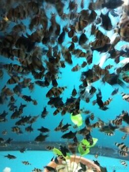 Barbus tetrazona,green-parmička čtyřpruhá,mechová