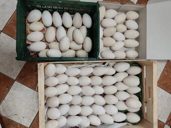 Husí vajíčka násadová