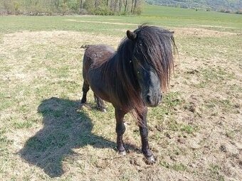 Prodám Mini horse