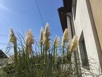 Pampová tráva ´Evita´ - Cortaderia selloana ´Evita´ květy - 1