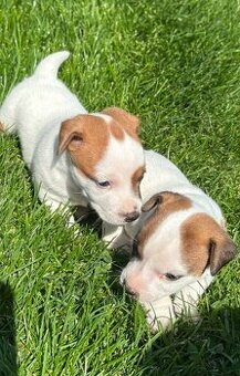 Jack russel teriér