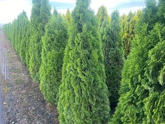 Thuja smaragd 50-80 cm - 1