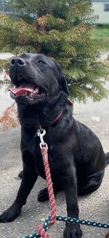 Labradorský retriever