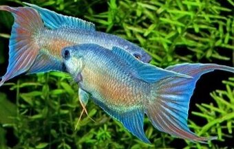 Macropodus opercularis Blue