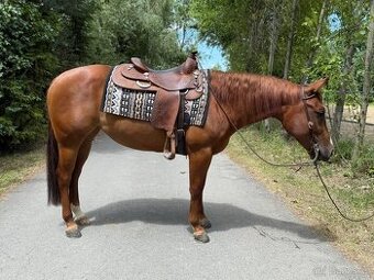 Qh klisna reining