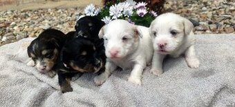 Nabízím štěňátka křížence jack russel