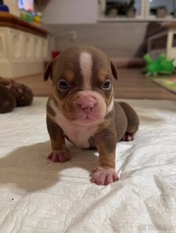 American bully