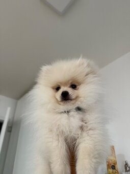 Pomeranian.