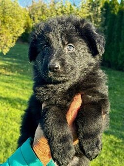 Německý ovčák - štěňata