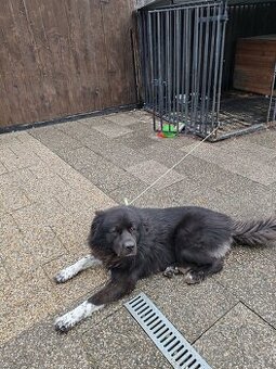 Daruji psa Beny 3 roky