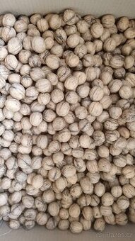 Vlašské ořechy neloupané