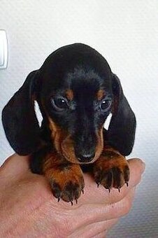 Jezevčík trpasličí