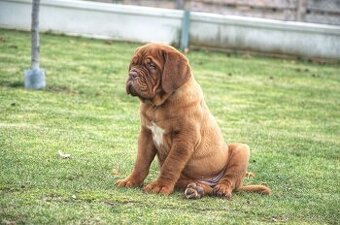 Dogue de Bordeaux, Bordo doga, Bordeauxská doga
