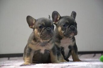 Francouzský buldoček