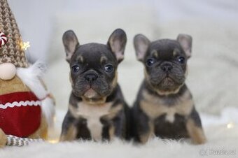 Francouzský buldoček