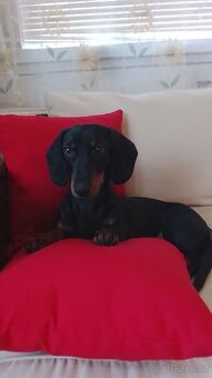 Prodám čistokrevnou fenku trpasličí jezevčíka