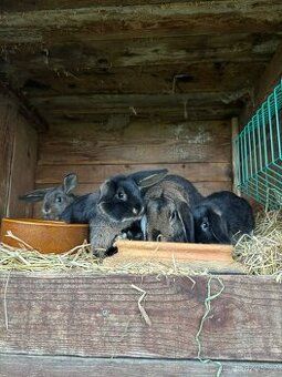 Zakrslí králíčci beránci