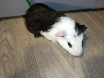 Morčata - samečci. Celý černý po CUY samci.