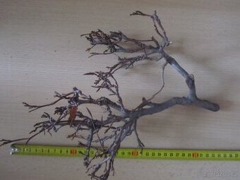 Bonsai do akvaria aquascaping krevetky nanoakvarium